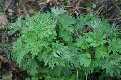 Motherwort – Mothering The Mother