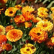 calendula calendula