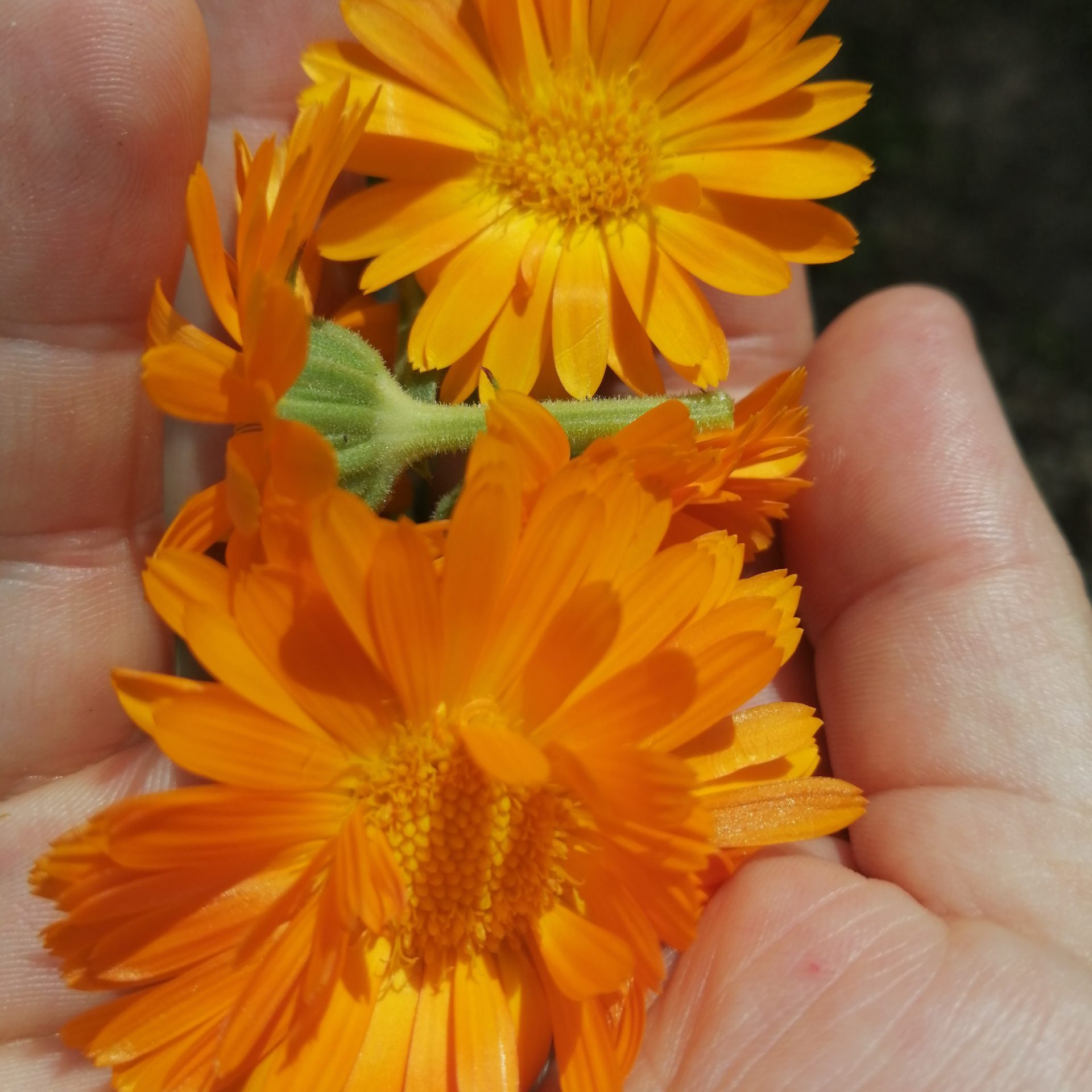 calendula hand calendula hand